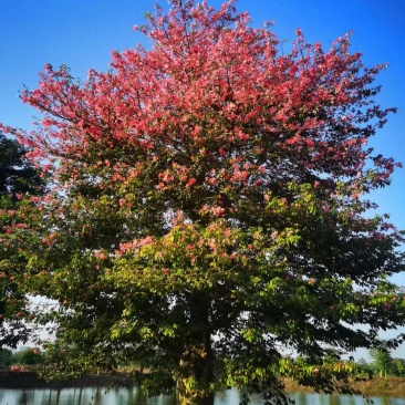 大腹木棉