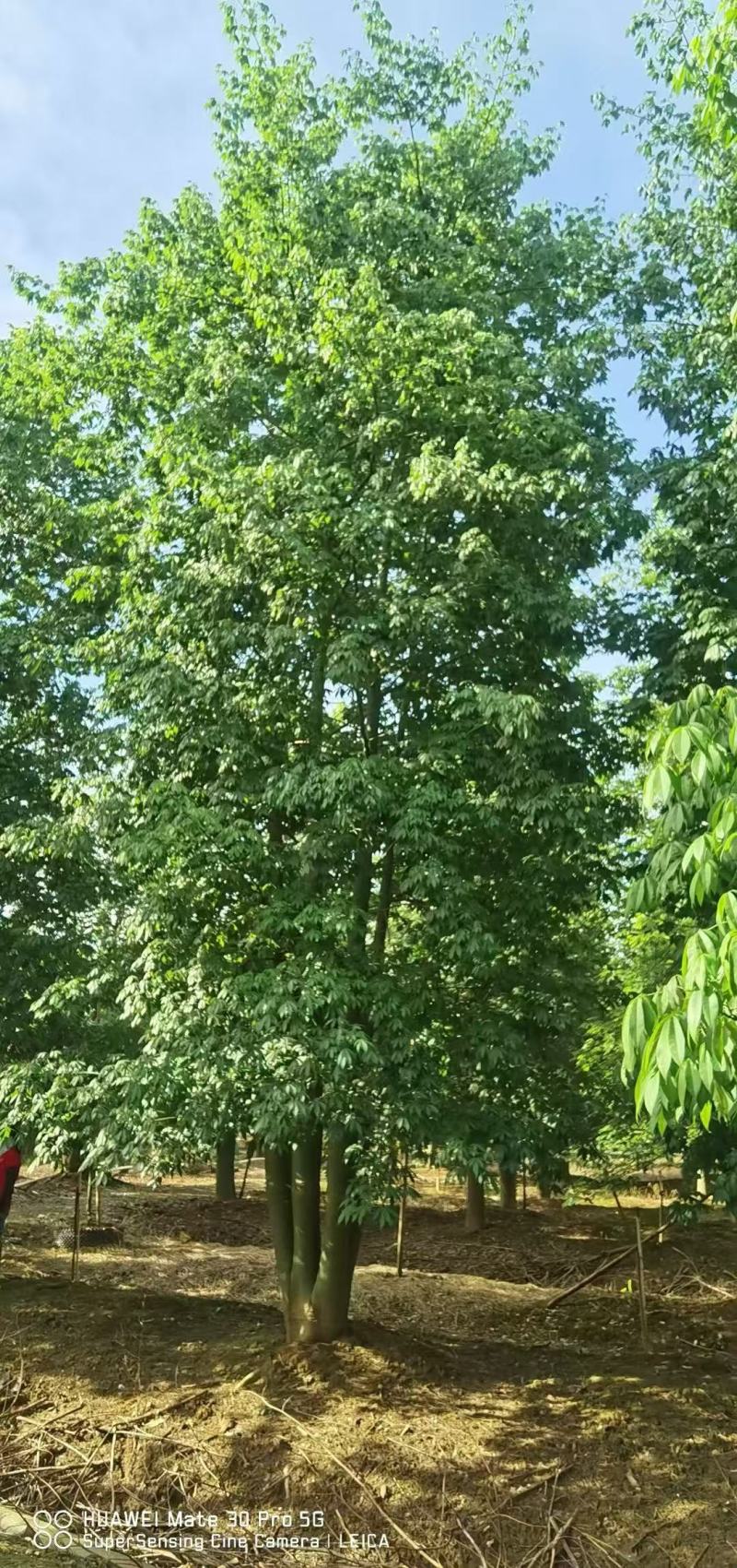 大腹木棉