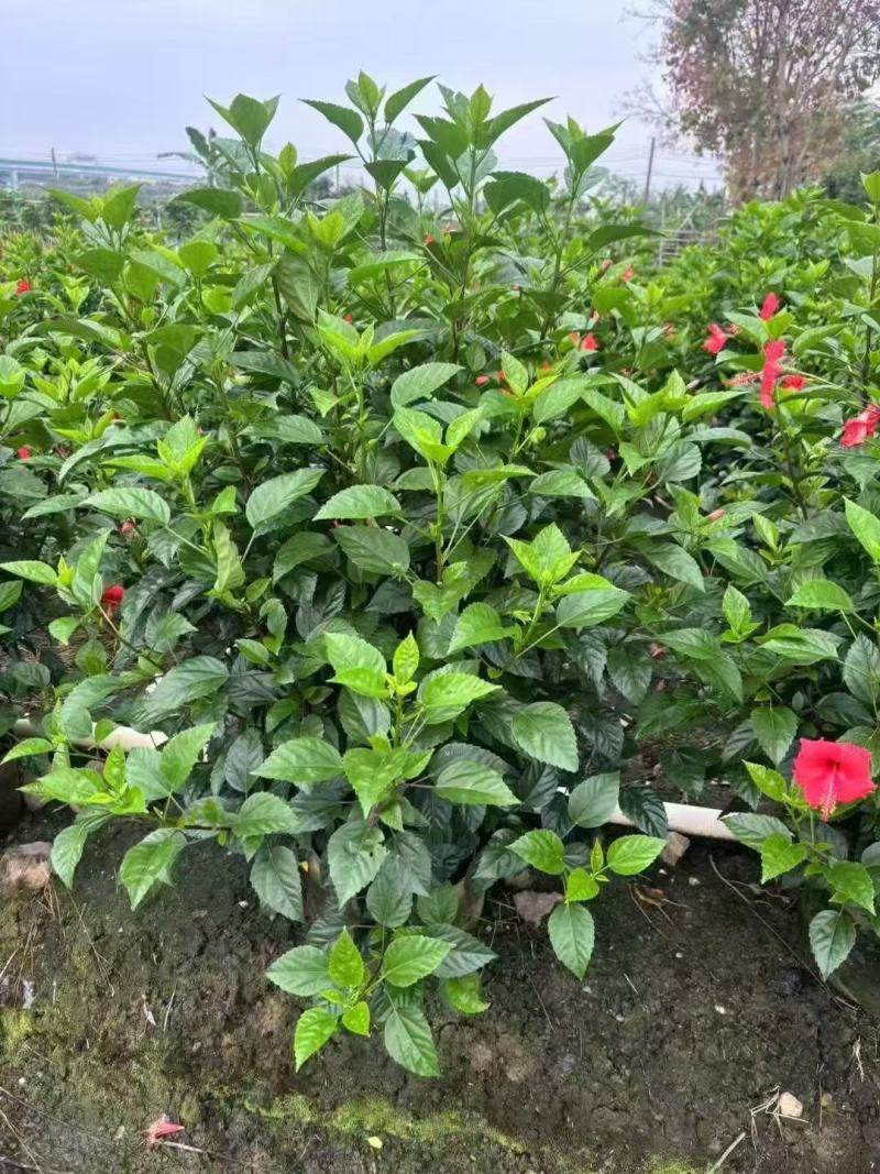 大红花