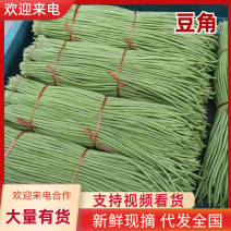 山东莘县精品青条豆角，白条豆角，豇豆，油豆大量供应。