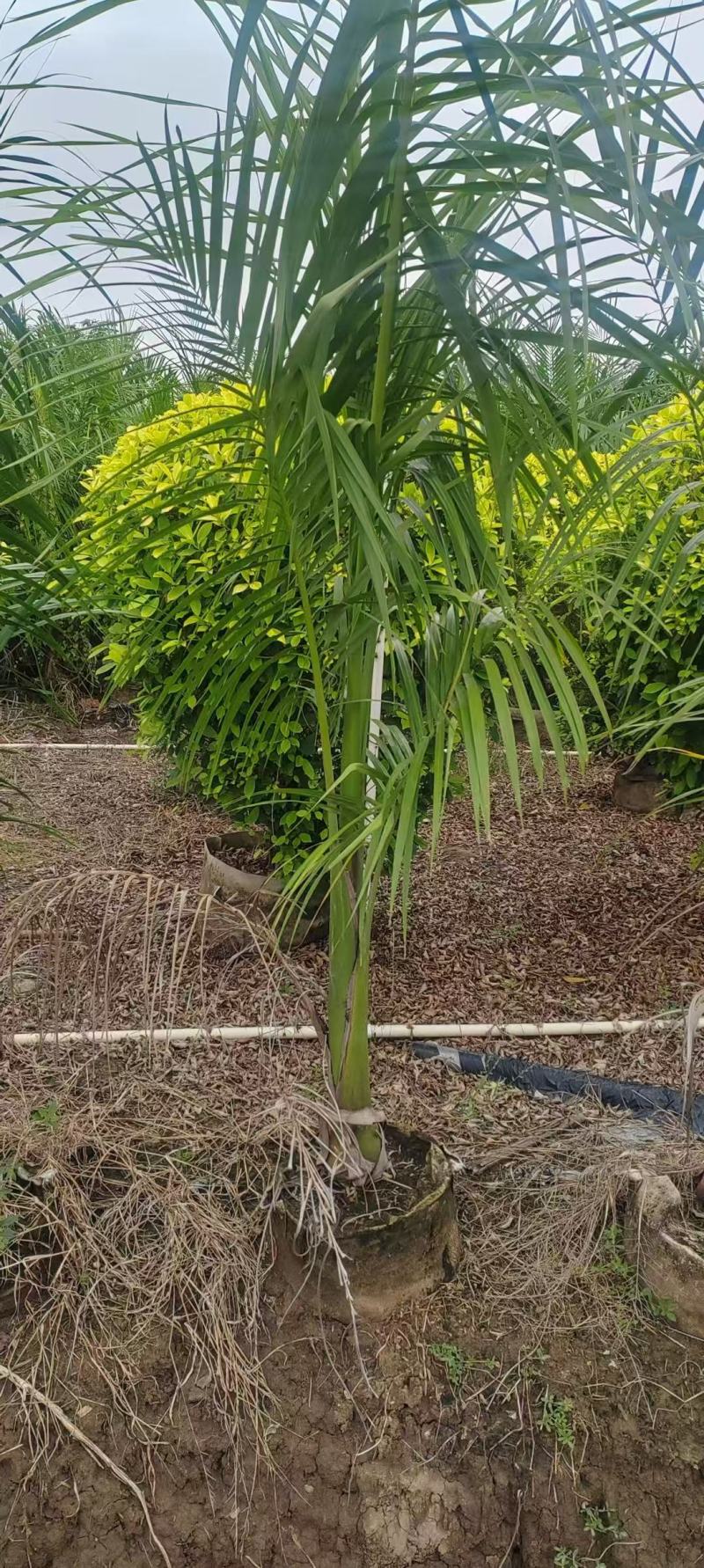 大王椰子