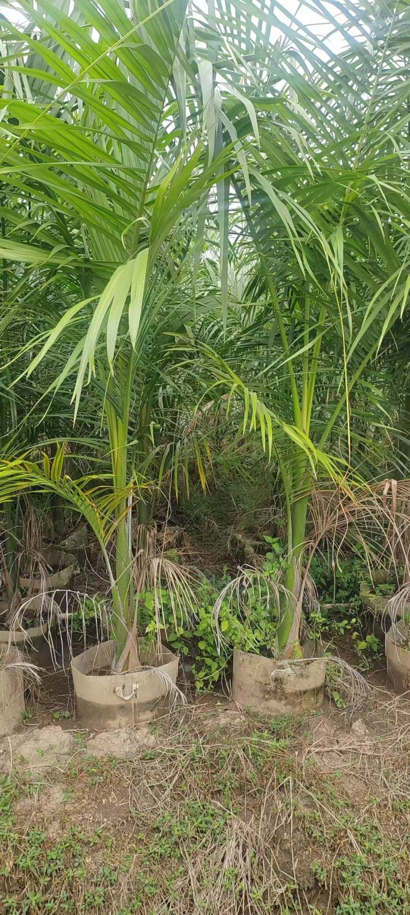 大王椰子