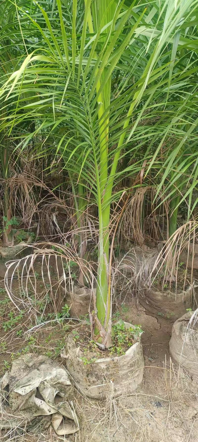 大王椰子