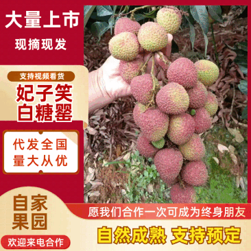 广东白糖罂荔枝/妃子笑荔枝/精品妃子笑/肉质柔嫩欢迎