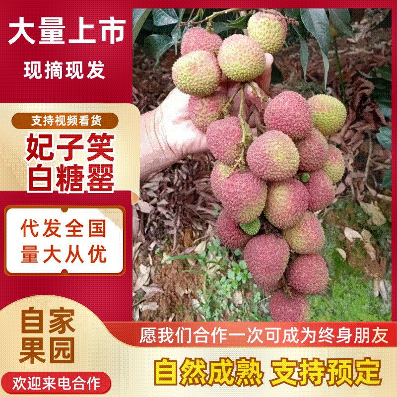 广东白糖罂荔枝/妃子笑荔枝/精品妃子笑/肉质柔嫩欢迎