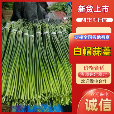 蒜薹白帽蒜薹产地一手货源品质保障对接全国商超市场