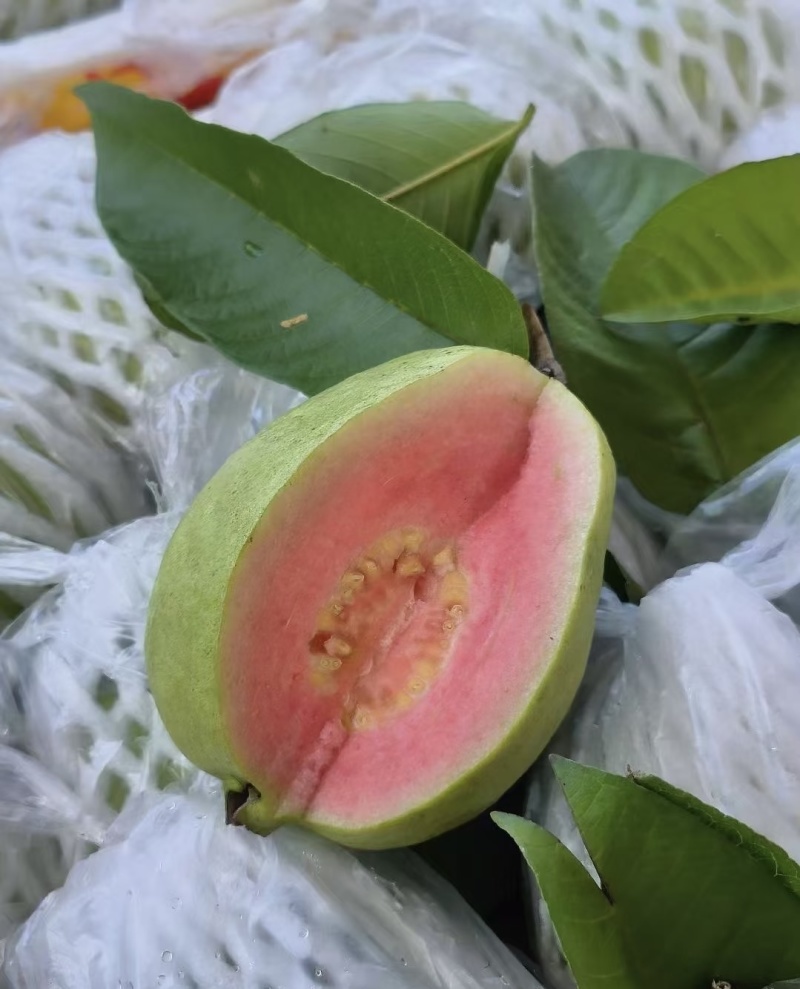 湛江红心芭乐自己有场地有工人有设备提供网袋纸箱按需求分拣打包