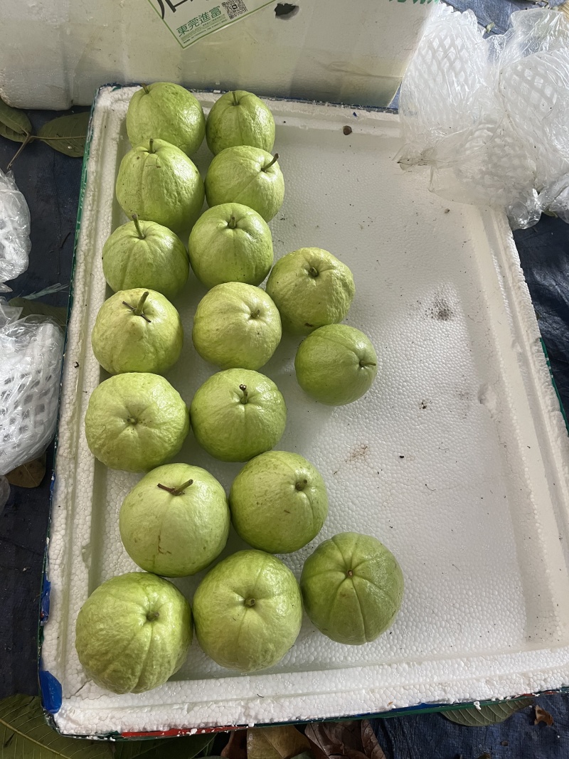 湛江红心芭乐自己有场地有工人有设备提供网袋纸箱按需求分拣打包