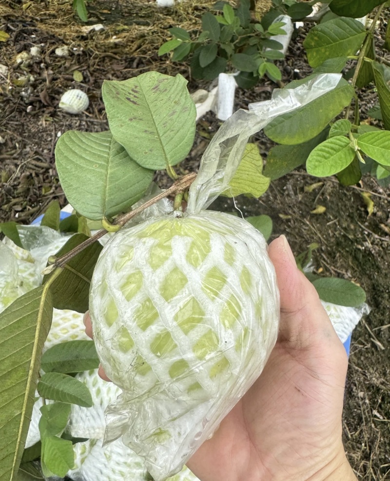 珍珠芭乐白心番石榴口感好颜色靓丽产地批发