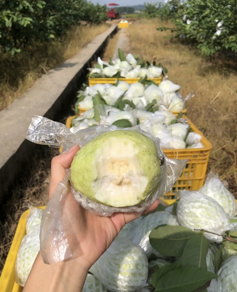 白心番石榴珍珠白芭乐源头直销可开发票全年有货