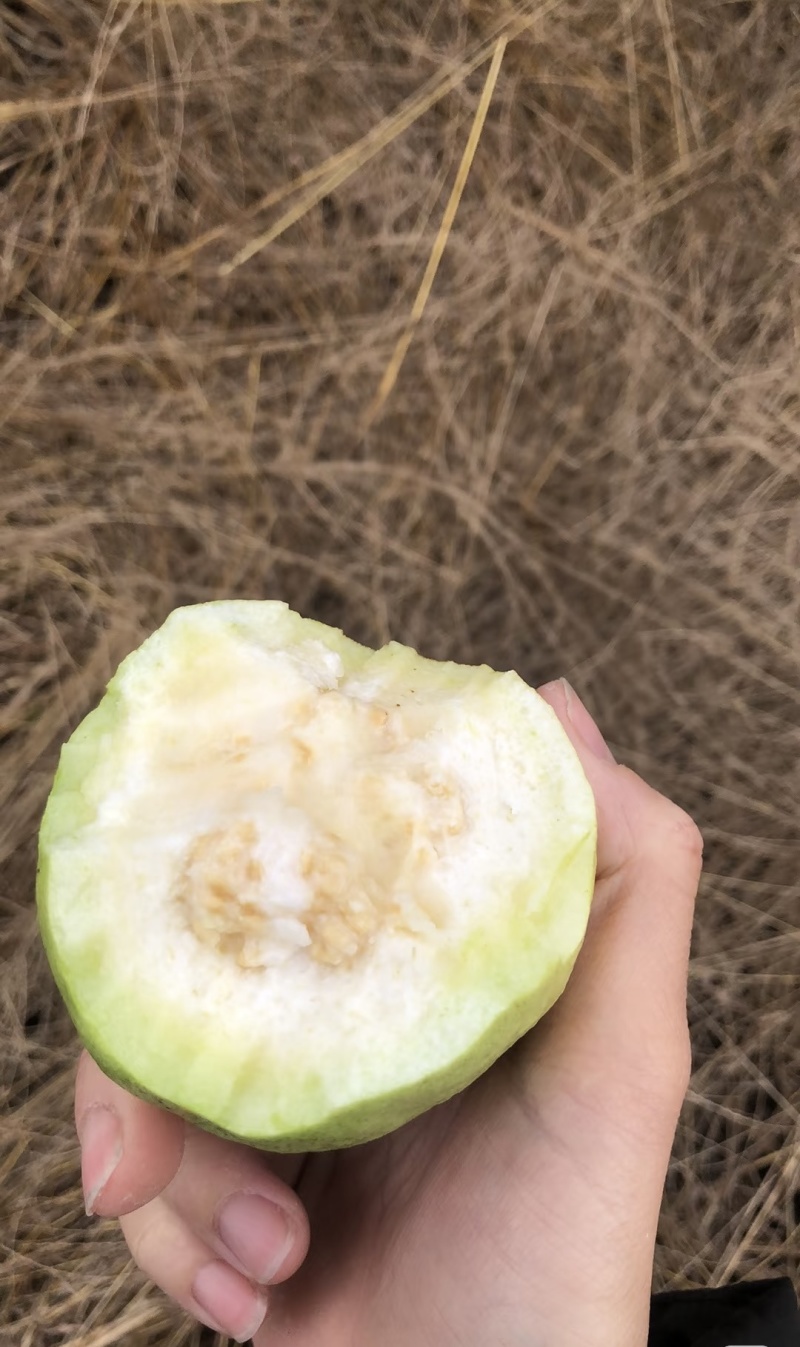 白心番石榴珍珠白芭乐源头直销可开发票全年有货