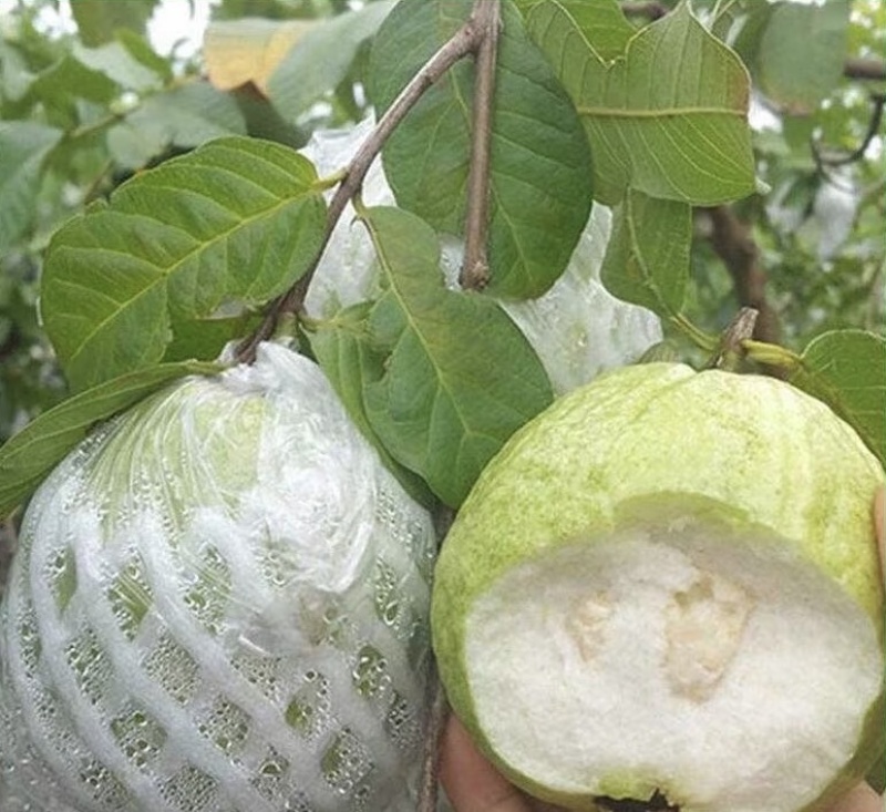 白心番石榴珍珠白芭乐源头直销可开发票全年有货