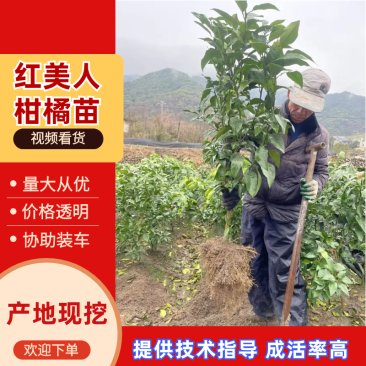 三年生苗红美人柑桔苗，品种纯正发货全国假一赔十