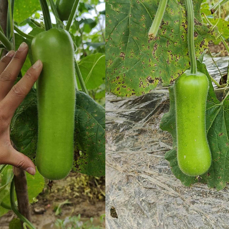 泰美蒲瓜种子短瓠子中熟耐热四季种植小瓠瓜基地品种