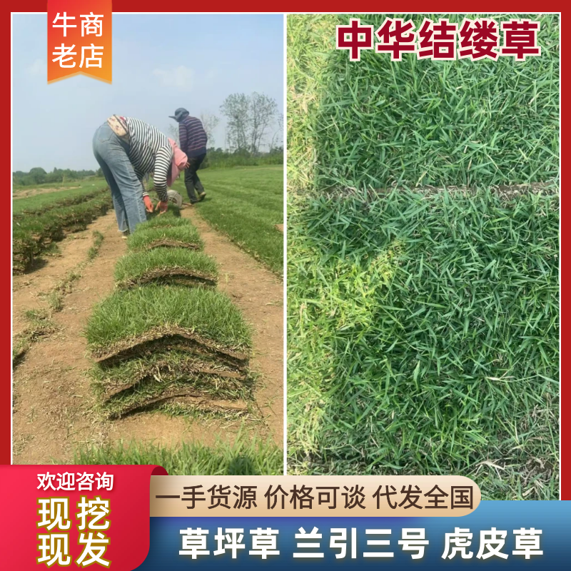 中华结缕草兰引三号现挖现发一手货源欢迎咨询