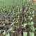 栽培基质蓝莓专用种植土酸性土壤蓝莓种植基质进口泥炭土