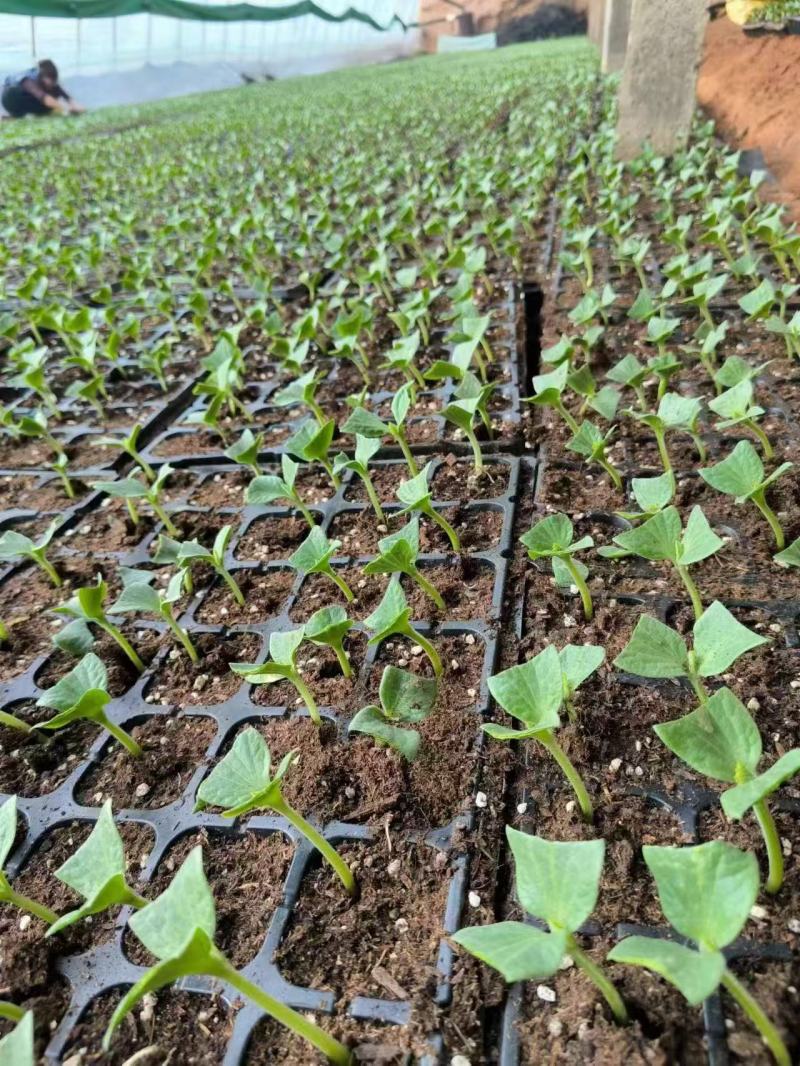 栽培基质蓝莓专用种植土酸性土壤蓝莓种植基质进口泥炭土