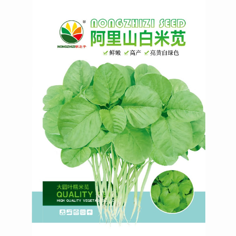 白米苋菜种子耐热生长速度快鲜嫩高产亮黄白绿色基地