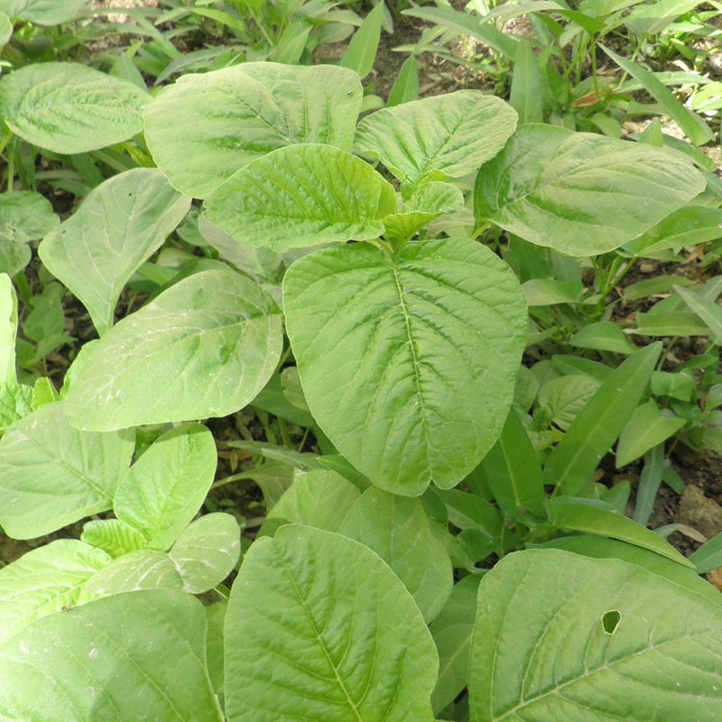 白米苋菜种子耐热生长速度快鲜嫩高产亮黄白绿色基地