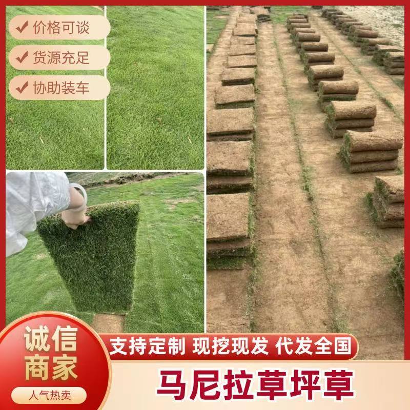 马尼拉精品草坪草，产地直供，一手货源，价格实惠，欢迎咨询