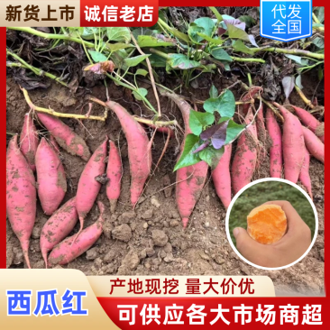 品质西瓜红产地直发广东西瓜红对接电商市场等