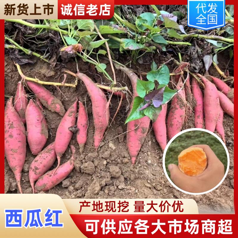 品质西瓜红产地直发广东西瓜红对接电商市场等