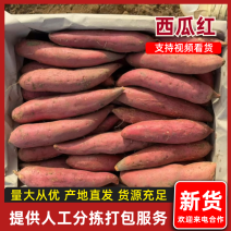 广东精品西瓜红红薯广东红薯湖北大叶.量大从优.品质保证