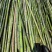 金竹麻竹竹竿量大质优价格优惠一手货源欢迎咨询采购