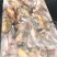 冻板饲料鱼淡水鲫鱼，大量现货速发，产品保质保量欢迎选购