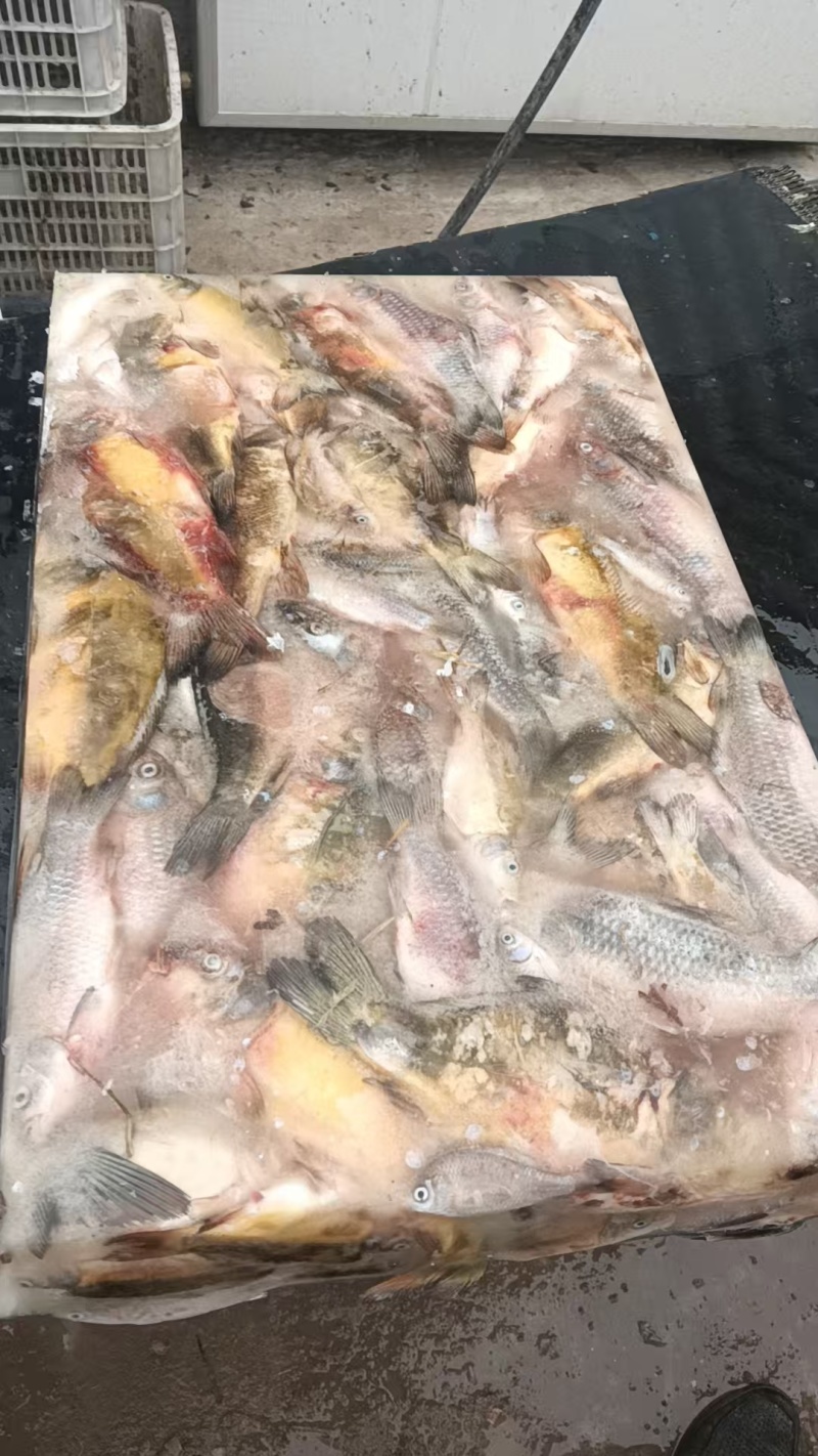 冻板饲料鱼淡水鲫鱼，大量现货速发，产品保质保量欢迎选购