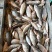 冻板饲料鱼淡水鲫鱼，大量现货速发，产品保质保量欢迎选购