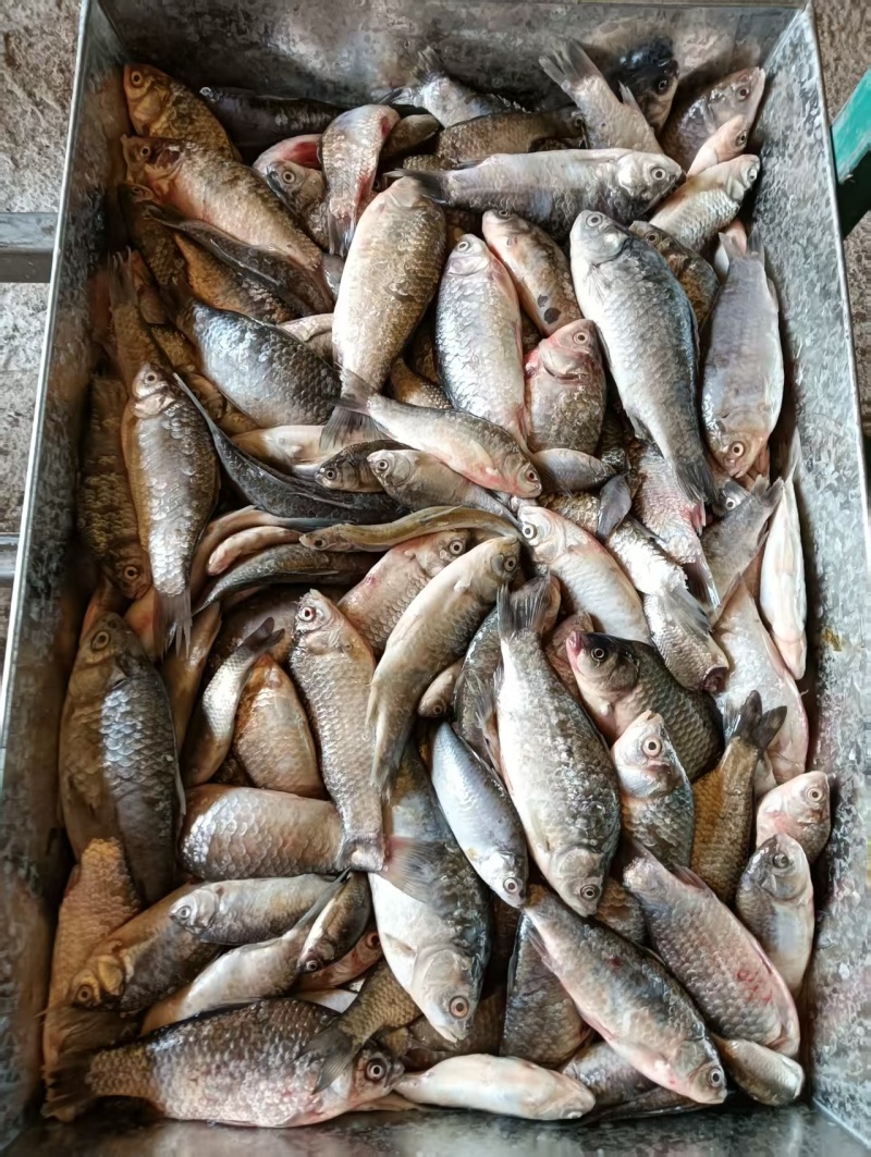 冻板饲料鱼淡水鲫鱼，大量现货速发，产品保质保量欢迎选购