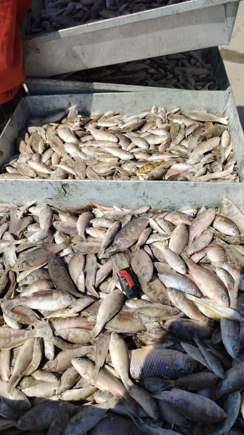 冻板饲料鱼淡水鲫鱼，大量现货速发，产品保质保量欢迎选购