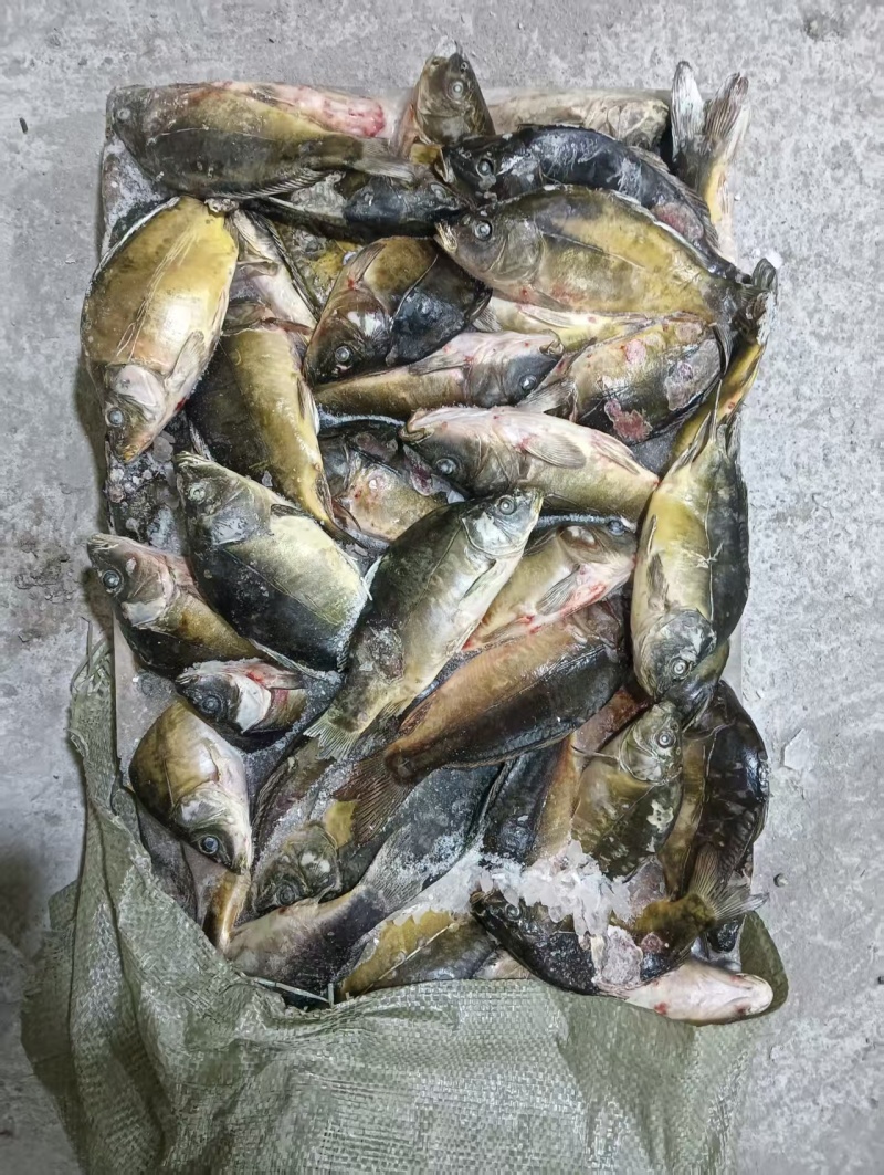 冻板饲料鱼淡水鲫鱼，大量现货速发，产品保质保量欢迎选购