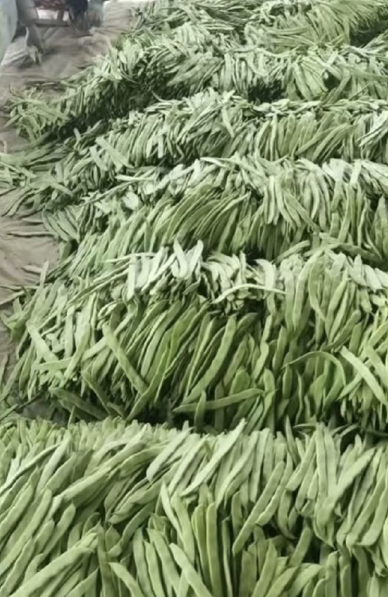 精品扁豆，大扁豆，绿扁豆，价格优惠，品质保证产地