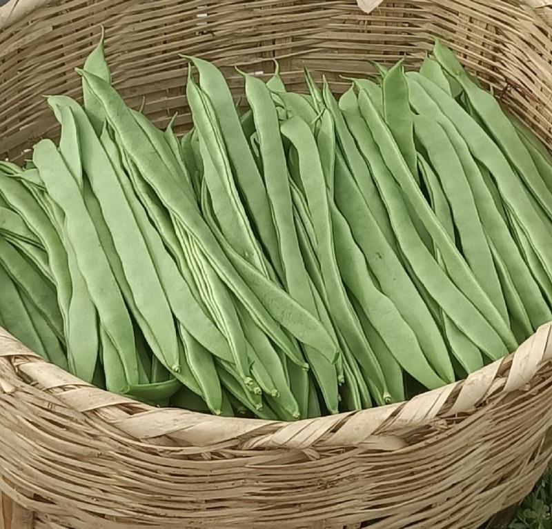 精品扁豆，大扁豆，绿扁豆，价格优惠，品质保证产地