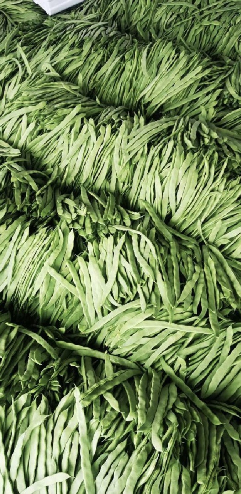 精品扁豆，大扁豆，绿扁豆，价格优惠，品质保证产地