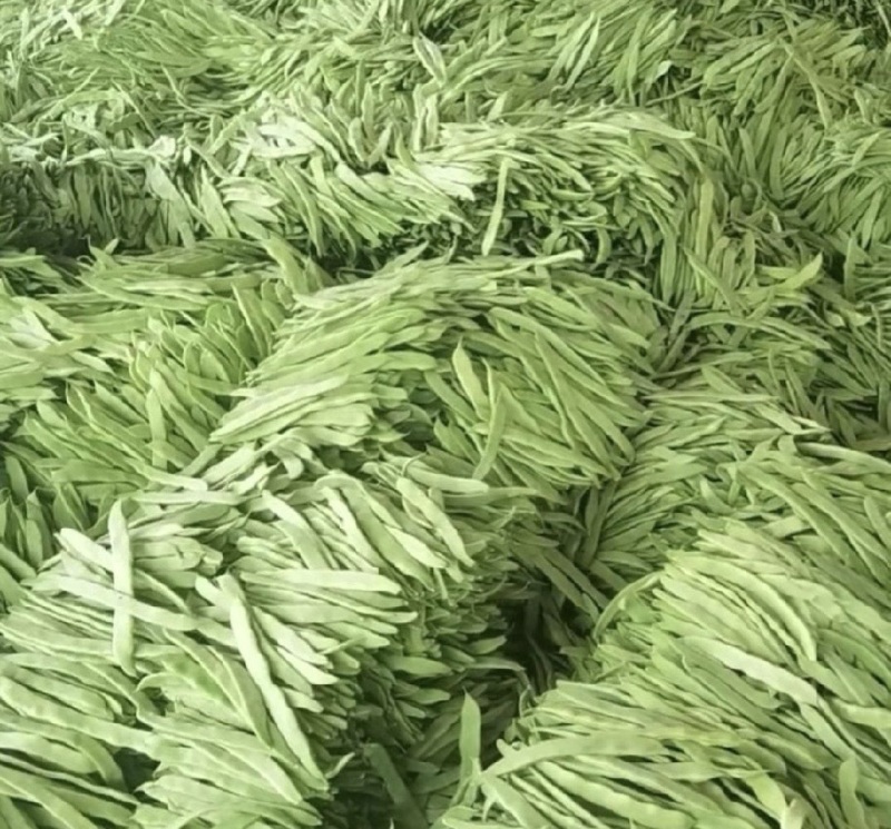 精品扁豆，大扁豆，绿扁豆，价格优惠，品质保证产地