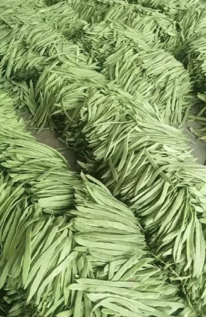 精品扁豆，大扁豆，绿扁豆，价格优惠，品质保证产地