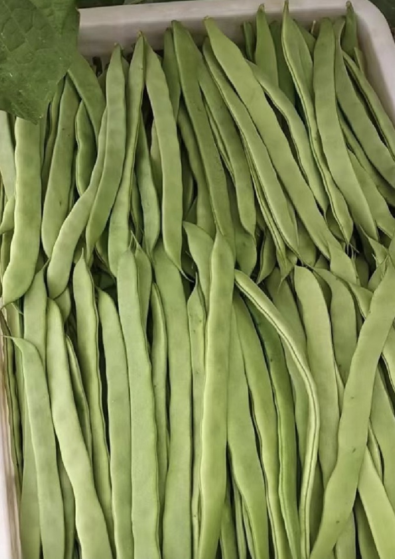 精品扁豆，大扁豆，绿扁豆，价格优惠，品质保证产地