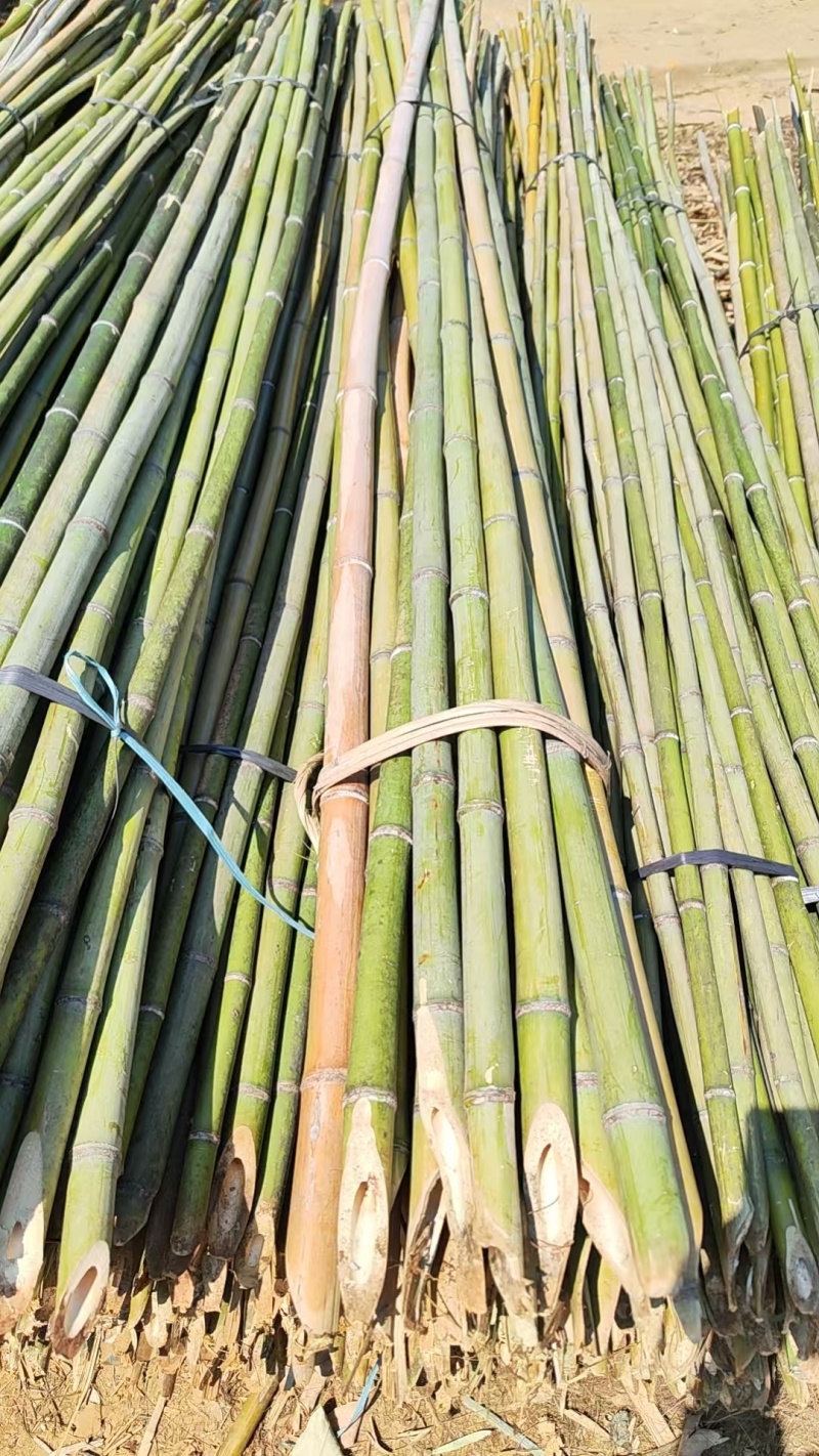 金竹麻竹竹子竹竿量大质优价格优惠一手货源