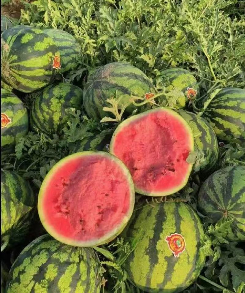 甜王西瓜基地直销量大质优价格优惠支持视频看货