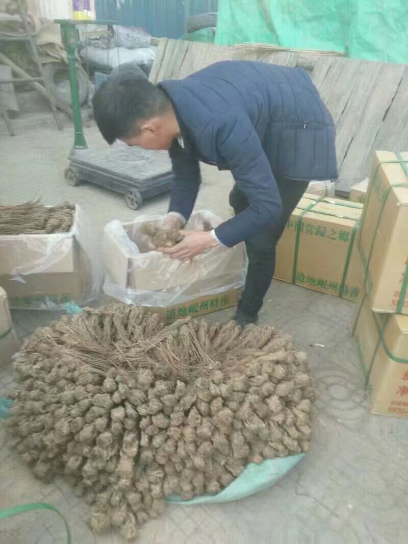 岷当归各规格齐全，一手货源，保质保量，欢迎选购