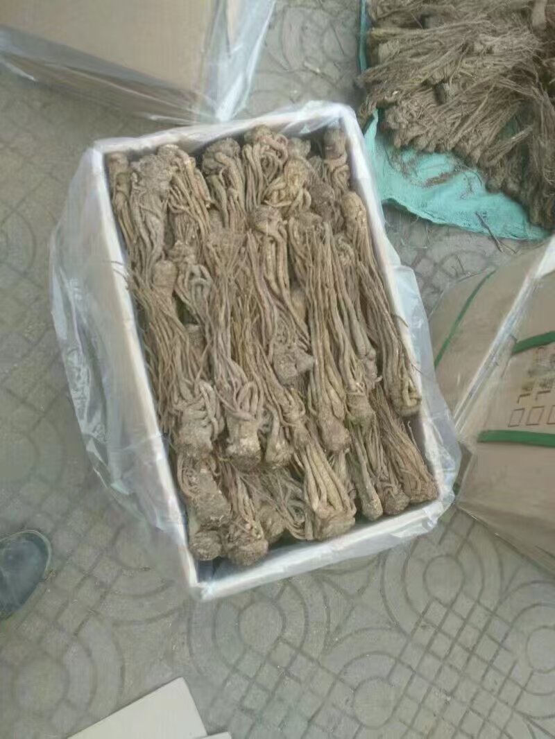 岷当归各规格齐全，一手货源，保质保量，欢迎选购
