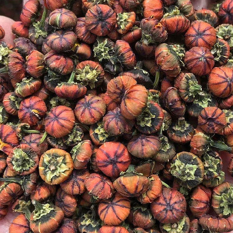 雪胎菊新疆特产昆仑菊花苞蕾无加工原味泡茶喝代用花草茶包邮