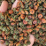 雪胎菊新疆特产昆仑菊花苞蕾无加工原味泡茶喝代用花草茶包邮