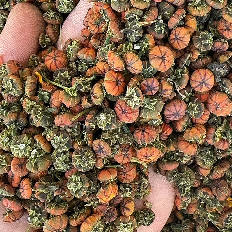 雪胎菊新疆特产昆仑菊花苞蕾无加工原味泡茶喝代用花草茶包邮