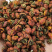 雪胎菊新疆特产昆仑菊花苞蕾无加工原味泡茶喝代用花草茶包邮