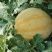 安徽产地黄金西瓜小黄人西瓜全国发货可视频看货