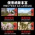 电动修枝剪锂电池剪树剪子大功率新款修枝果树专用剪液晶无线